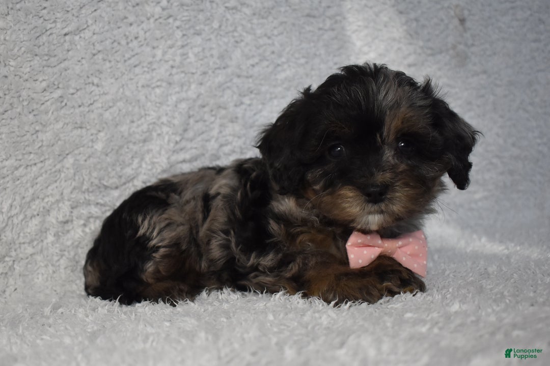 Cavachon dogs for sale: Riley  - Ad 2