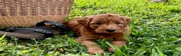 Mini Goldendoodle dogs for sale: Gus - Ad 3