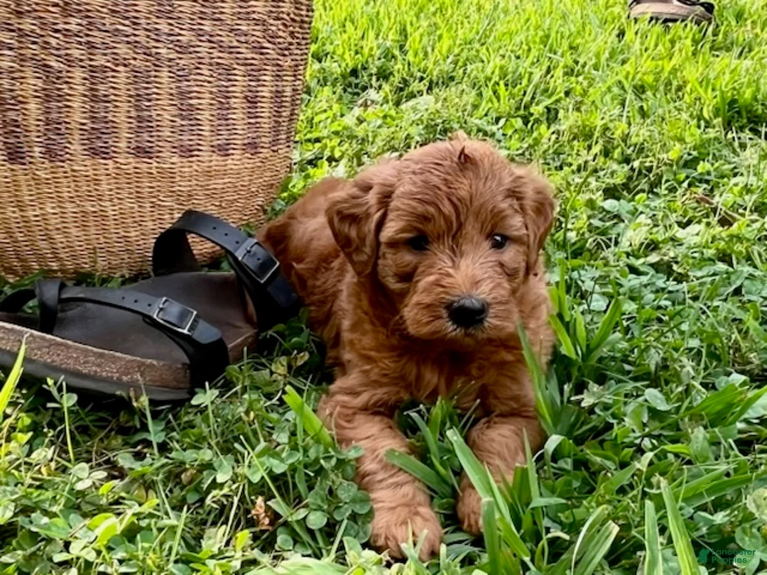 Mini Goldendoodle dogs for sale: Gus - Ad 3
