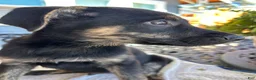 Mixed Breed dogs for sale: June - Ad 7