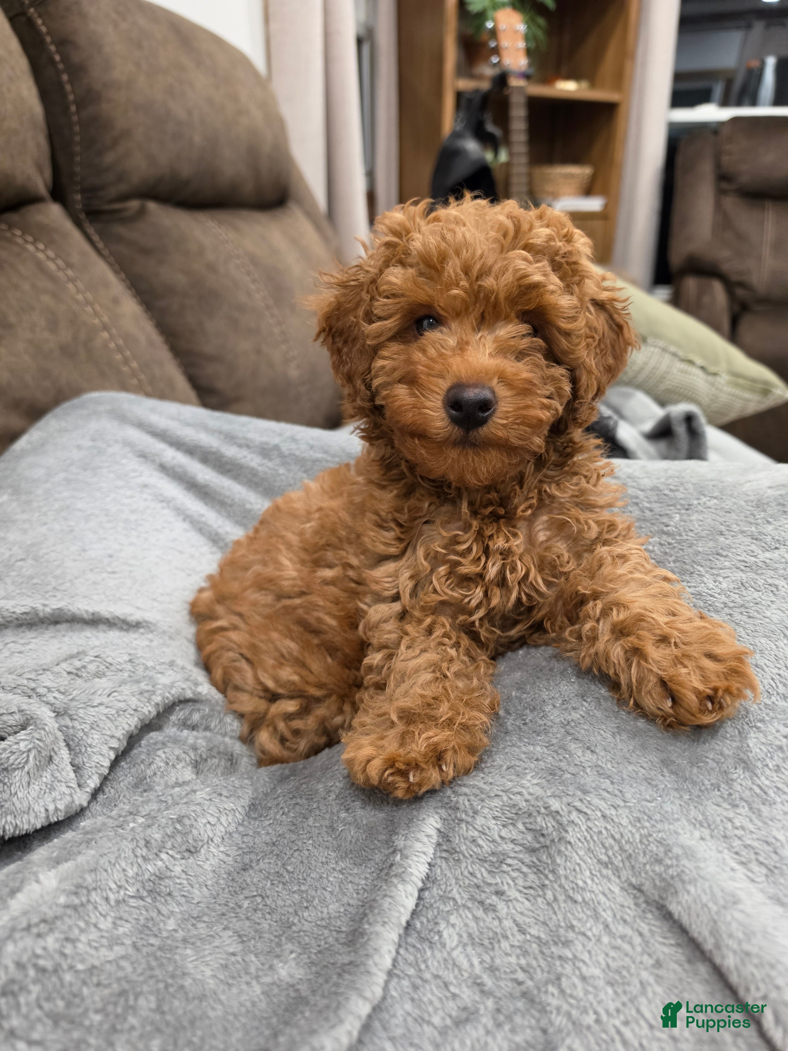 Mini Goldendoodle dogs Reed - Ad 2