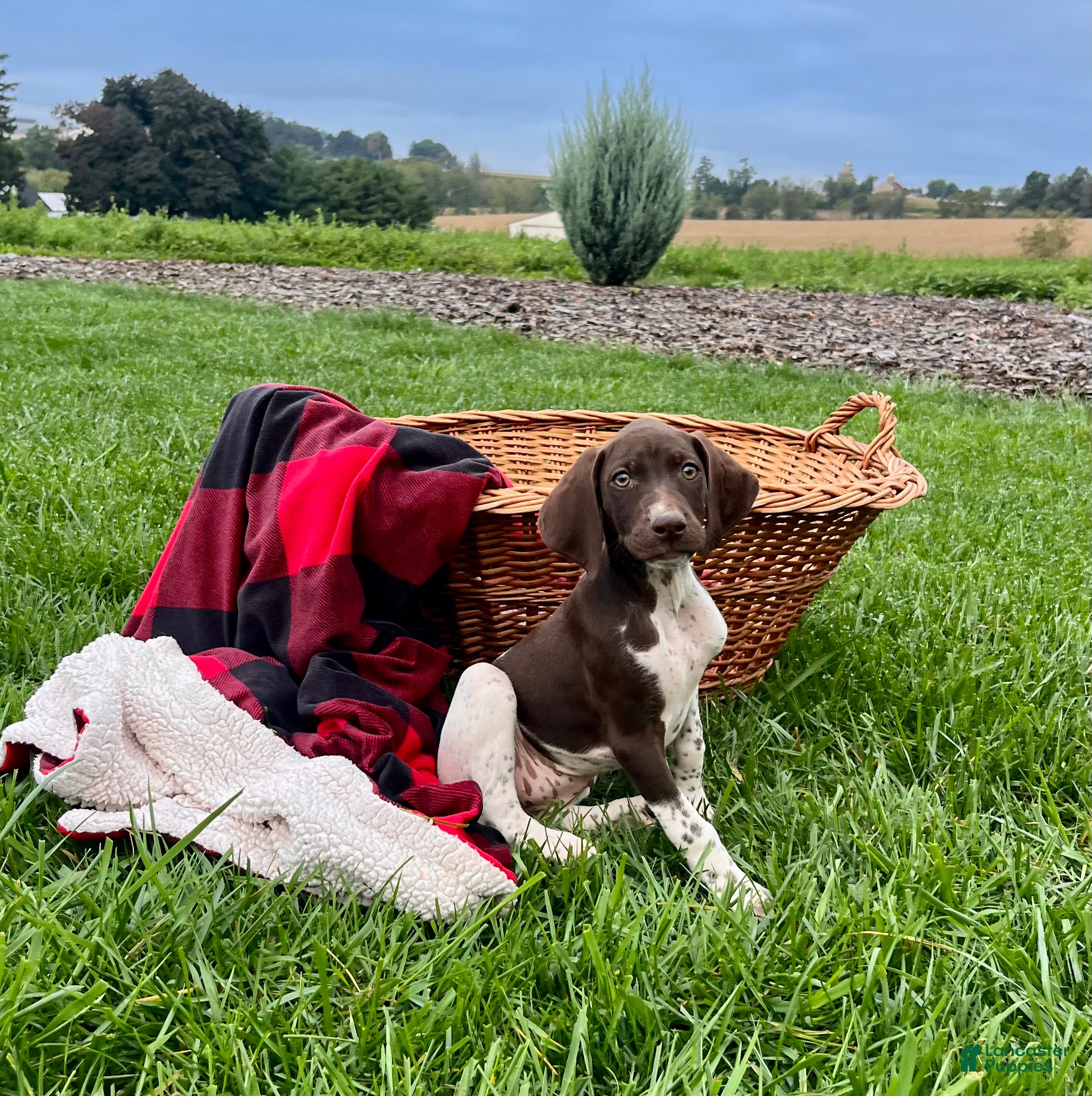 German Shorthaired Pointer dogs Roxy❤️AKC 🐾 text or call - Ad 2