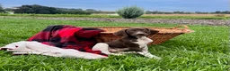 German Shorthaired Pointer dogs for sale: Roxy❤️AKC 🐾 text or call - Ad 2