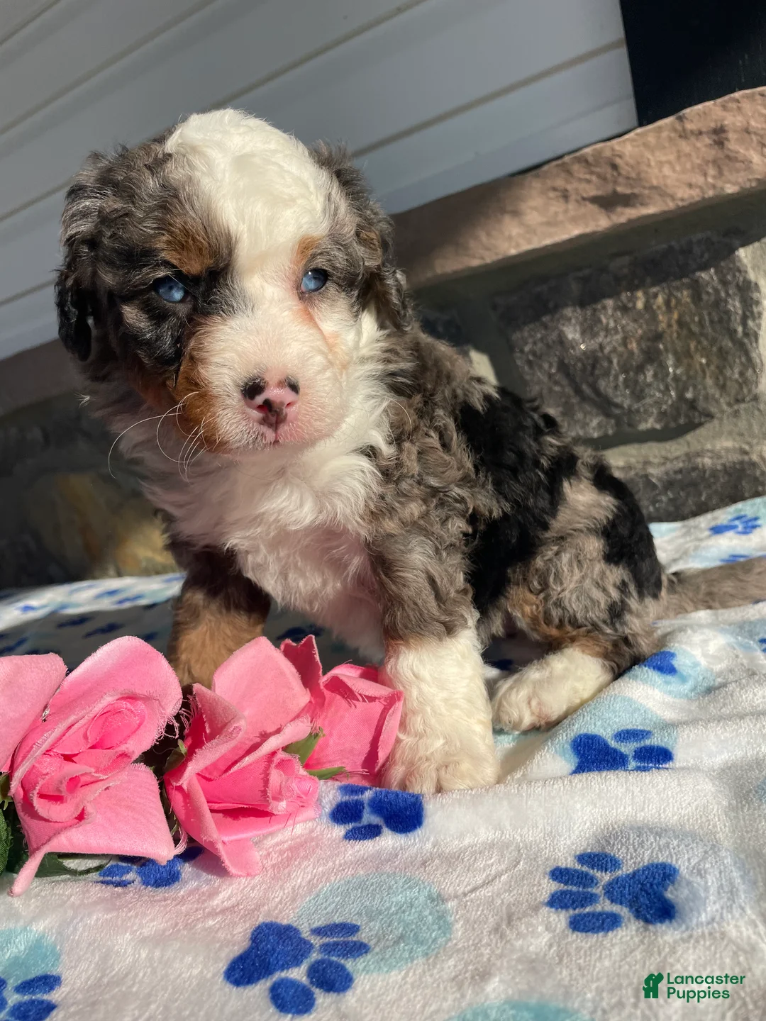 Mini Bernedoodle dogs for sale: Hazel - Ad 1