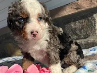 Mini Bernedoodle dogs Hazel - Ad 23