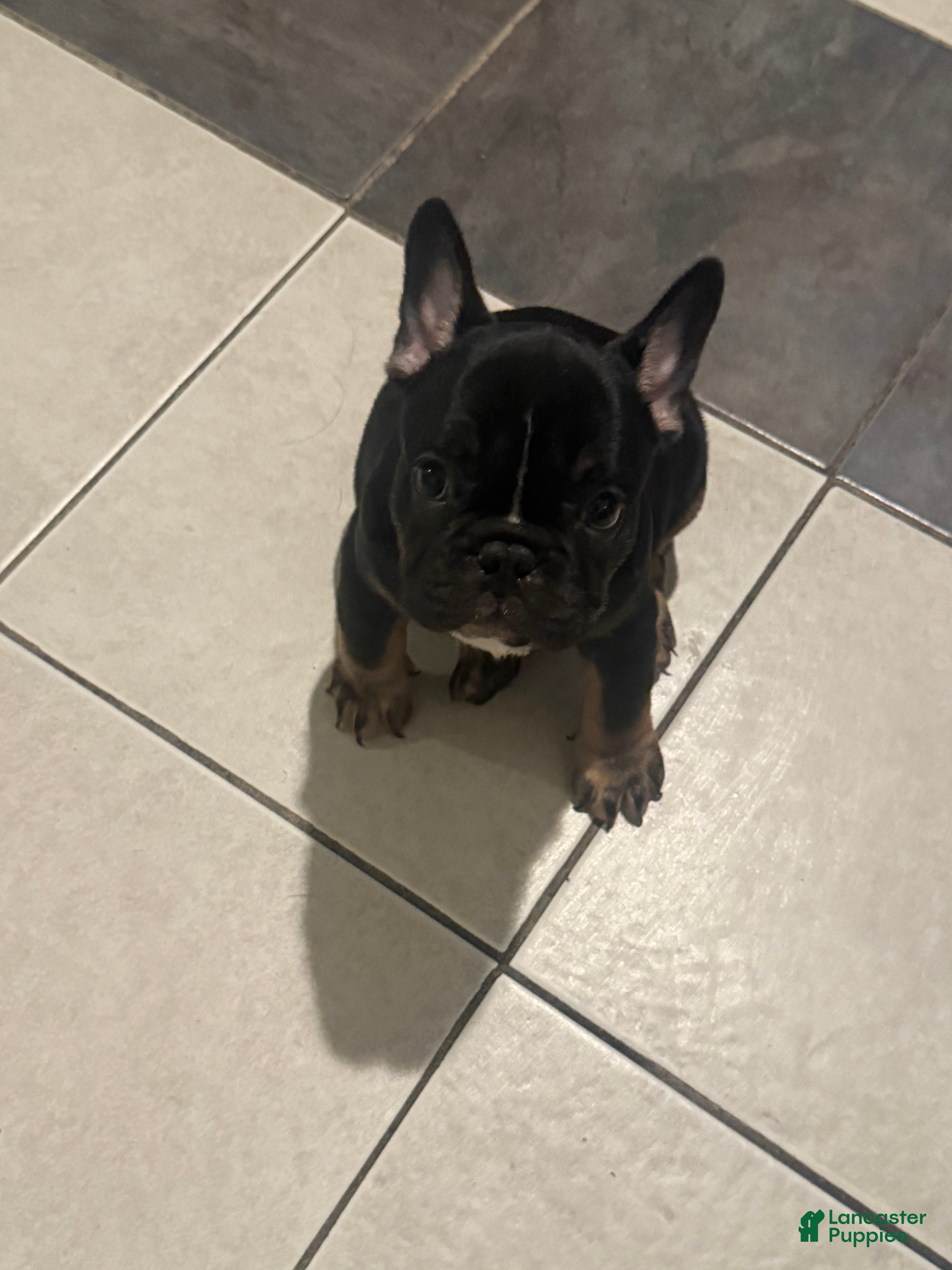 French Bulldog dogs French Bulldog Puppy 1 - Ad 2