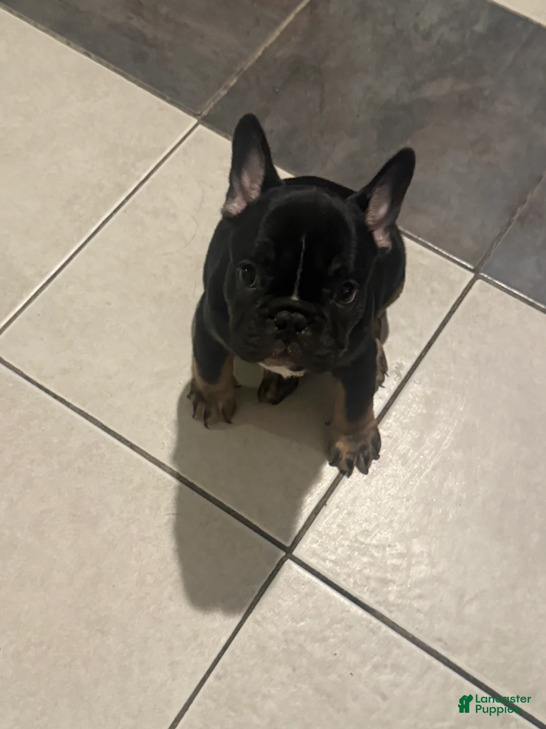 French Bulldog dogs for sale: French Bulldog Puppy 1 - Ad 2