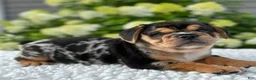 Mixed Breed dogs for sale: Olly - Ad 5