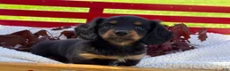 Miniature Dachshund dogs for sale: Birdie - Ad 6