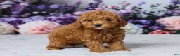Cavapoo dogs for sale: Twix - Ad 4