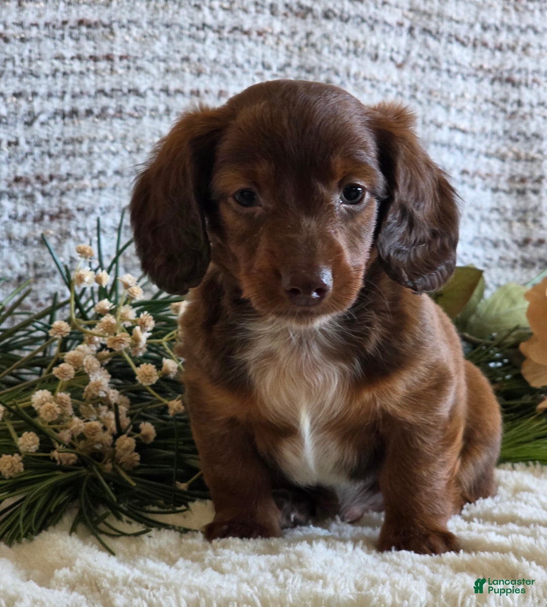 Miniature Dachshund dogs for sale: Sparky - Ad 2