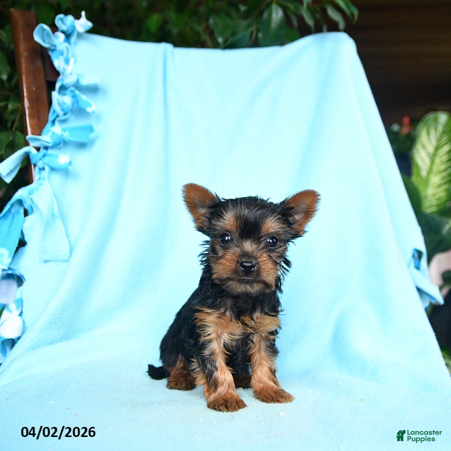 Yorkshire Terrier dogs Basil - Ad 2