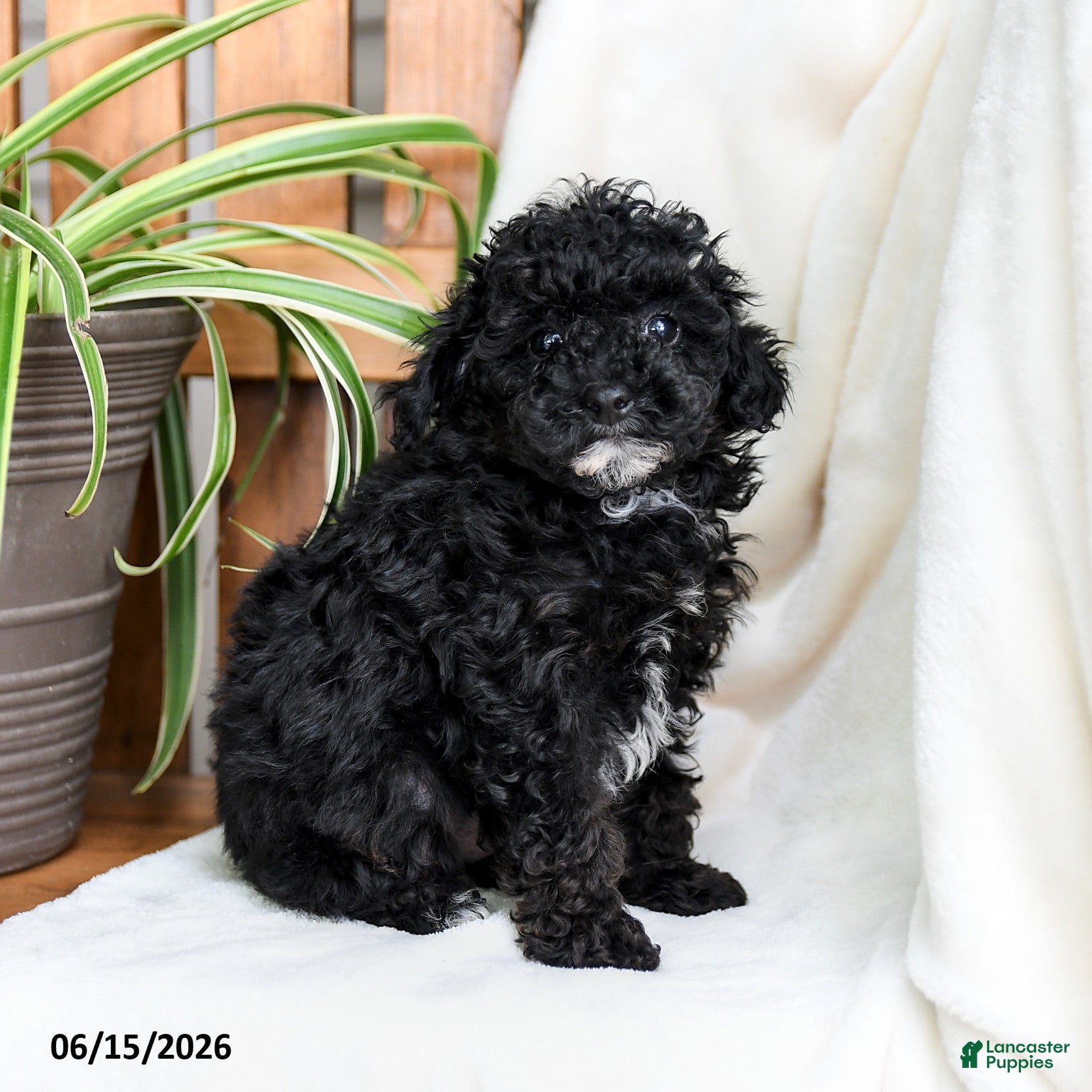 Toy Poodle dogs Brody - Ad 1
