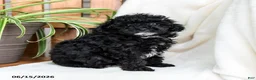Toy Poodle dogs for sale: Brody - Ad 1