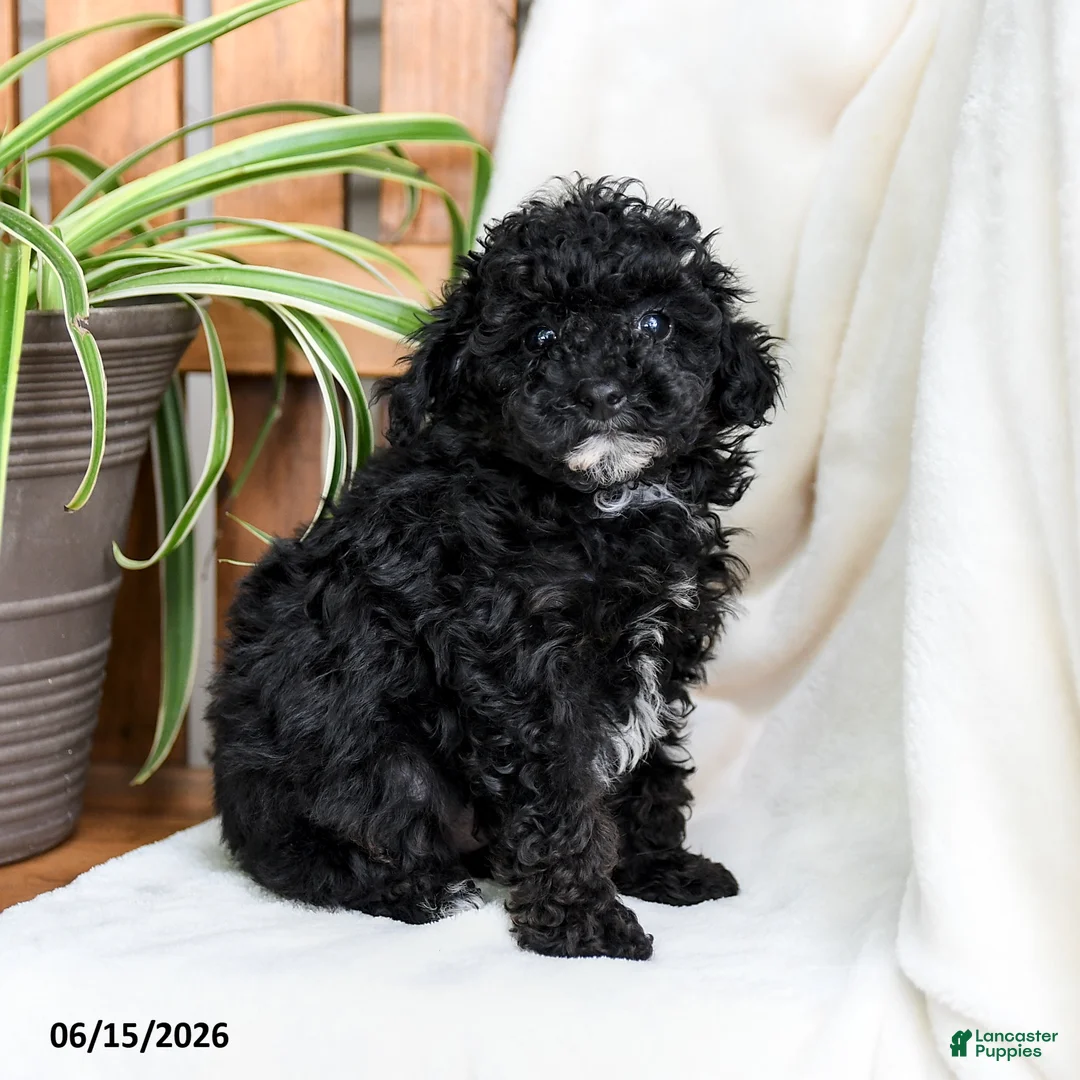 Toy Poodle dogs for sale: Brody - Ad 1
