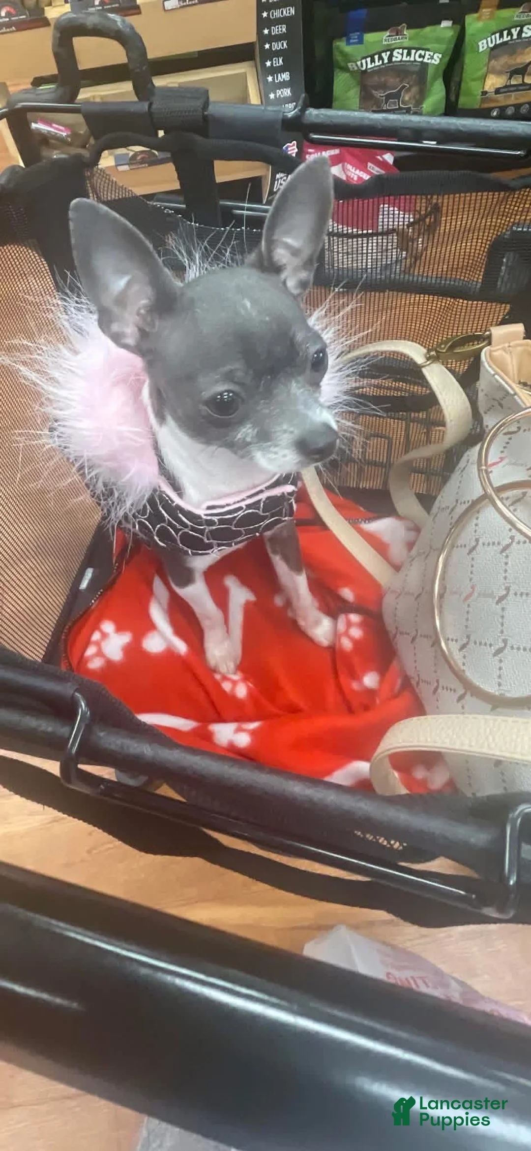 Chihuahua dogs for sale: Chihuahua Puppy 2 - Ad 4