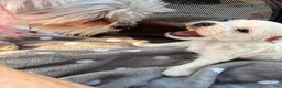 Malshi dogs for sale: Joy - Ad 2