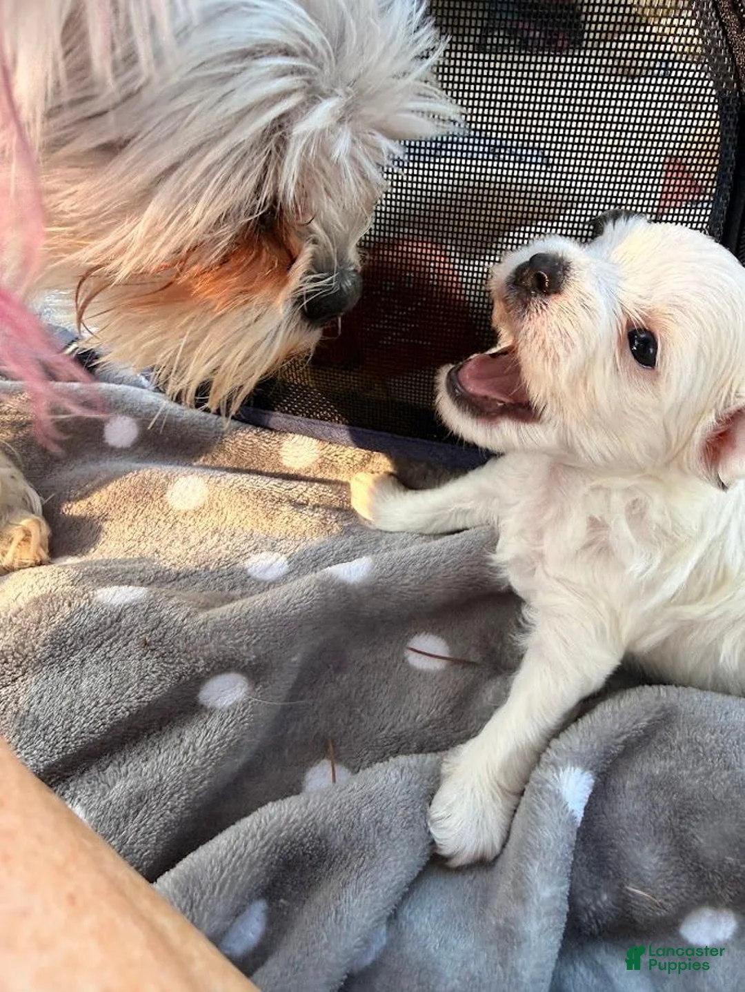 Malshi dogs for sale: Joy - Ad 2