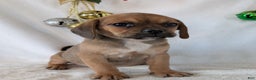 Puggle dogs for sale: Buddy  - Ad 6