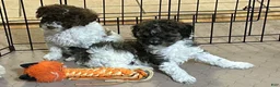 Miniature Poodle dogs for sale: Miniature Poodle Puppy 2 - Ad 8
