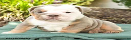English Bulldog dogs for sale: Sarge - Ad 4