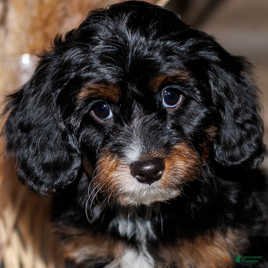 Mixed Breed dogs for sale: Boston Rob - Ad 2