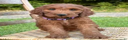 Irish Doodle dogs for sale: Molly - Ad 11