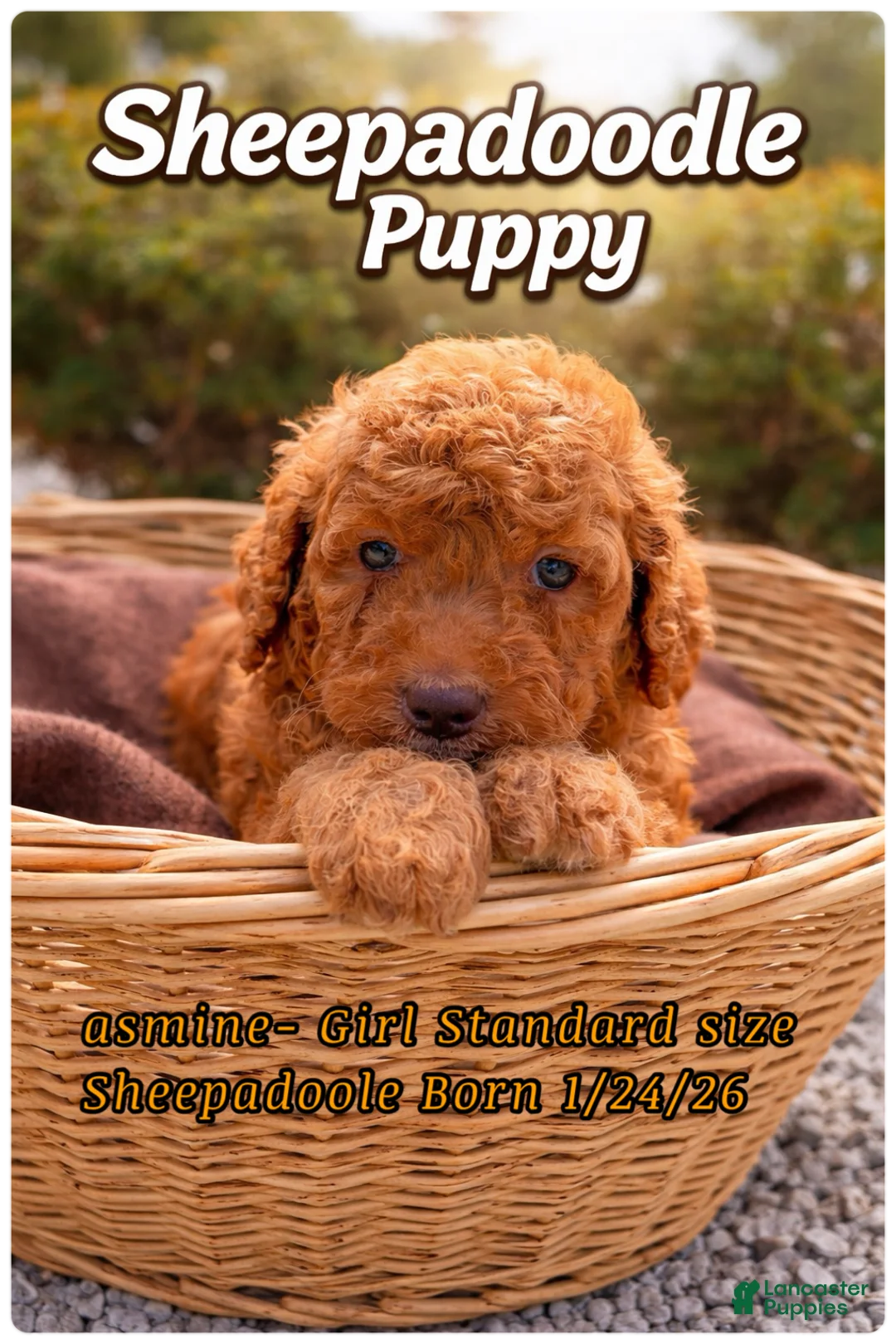 Sheepadoodle dogs for sale: Jasmine  - Ad 2