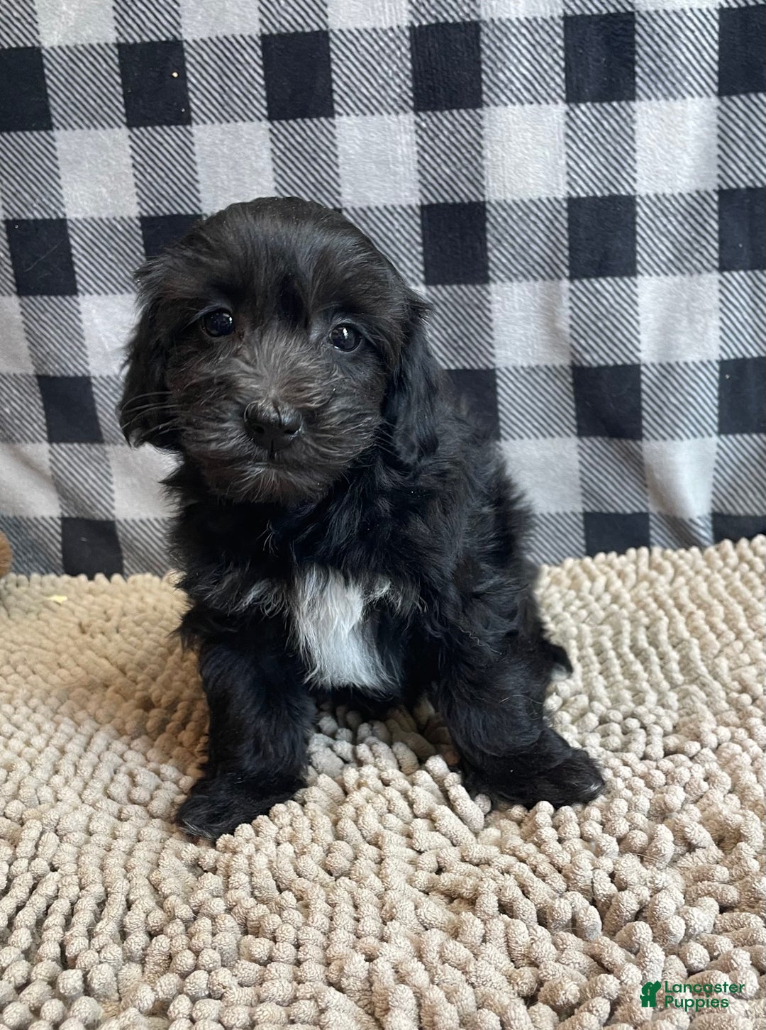 Mixed Breed dogs for sale: Ray - Ad 1