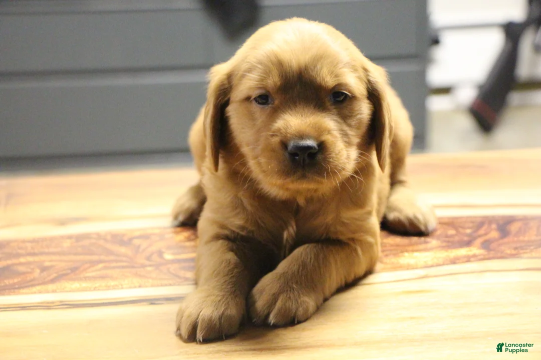 Golden Retriever dogs for sale: Ryder - Ad 1