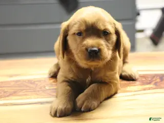 Golden Retriever dogs Ryder - Ad 16