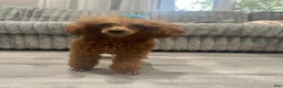 Toy Poodle dogs for sale: Toy Poodle Scooby - Ad 5