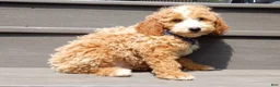 Mini Goldendoodle dogs for sale: Brody - Ad 6