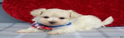 Maltipoo dogs for sale: Charlie  - Ad 5