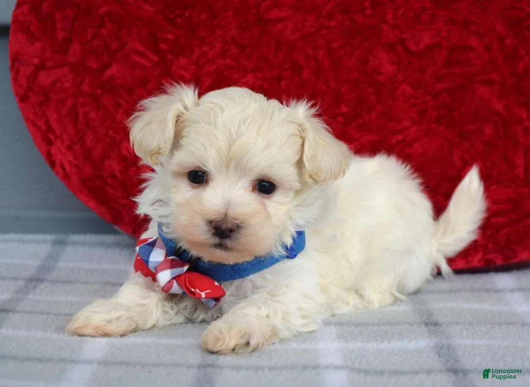 Maltipoo dogs for sale: Charlie  - Ad 5