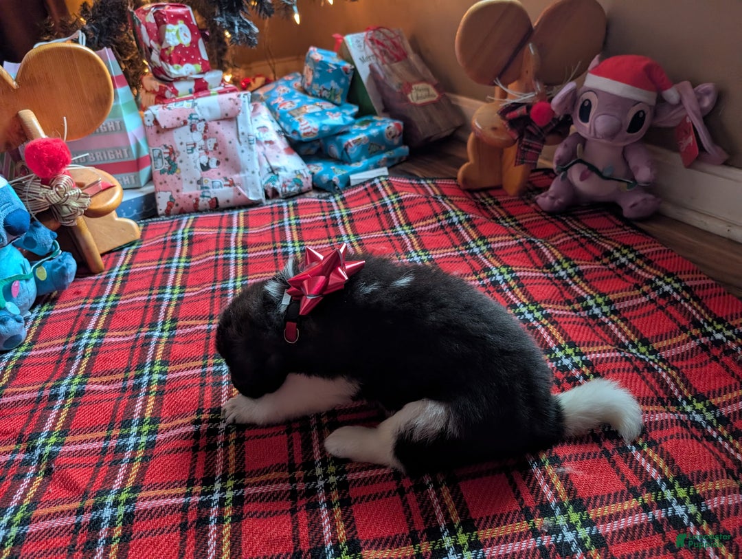 Akita dogs for sale: Akita Puppy 3 - Ad 1