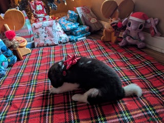 Akita dogs Akita Puppy 3 - Ad 24