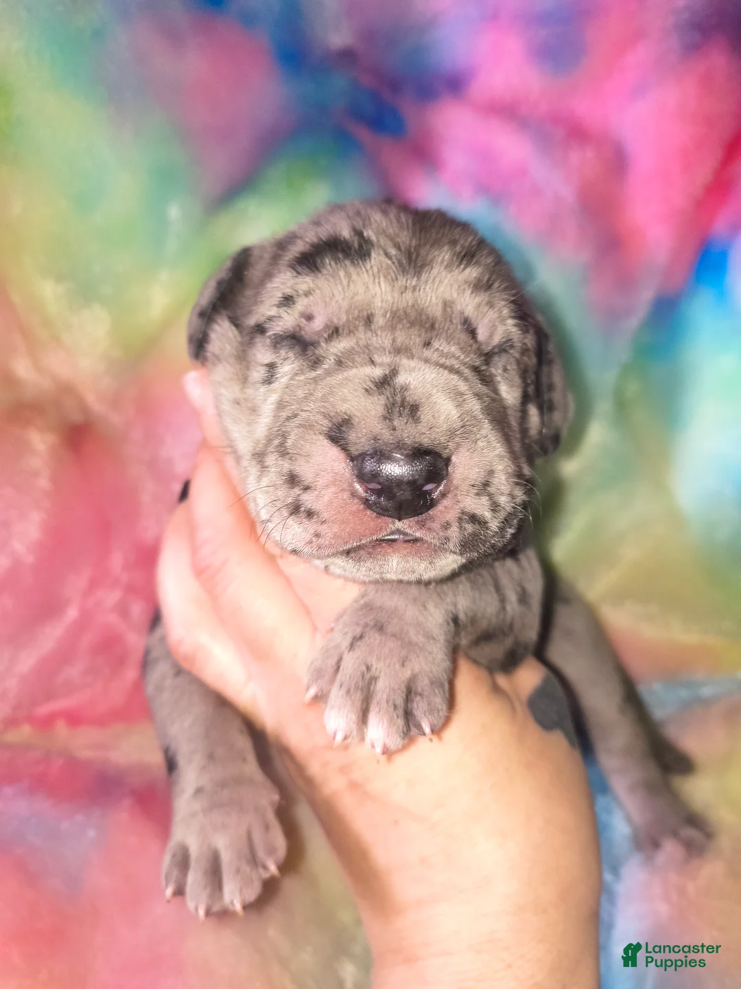 Great Dane dogs for sale: Thor - Ad 1