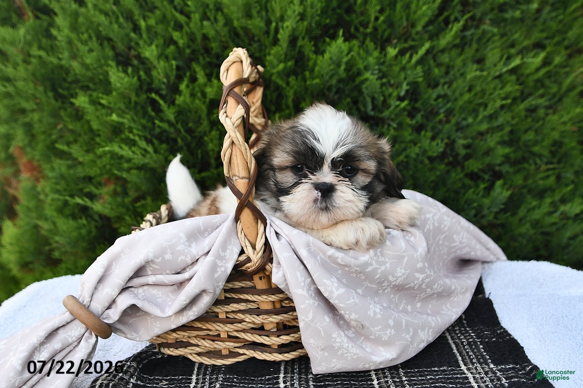 Shih Tzu dogs Lucky - Ad 1