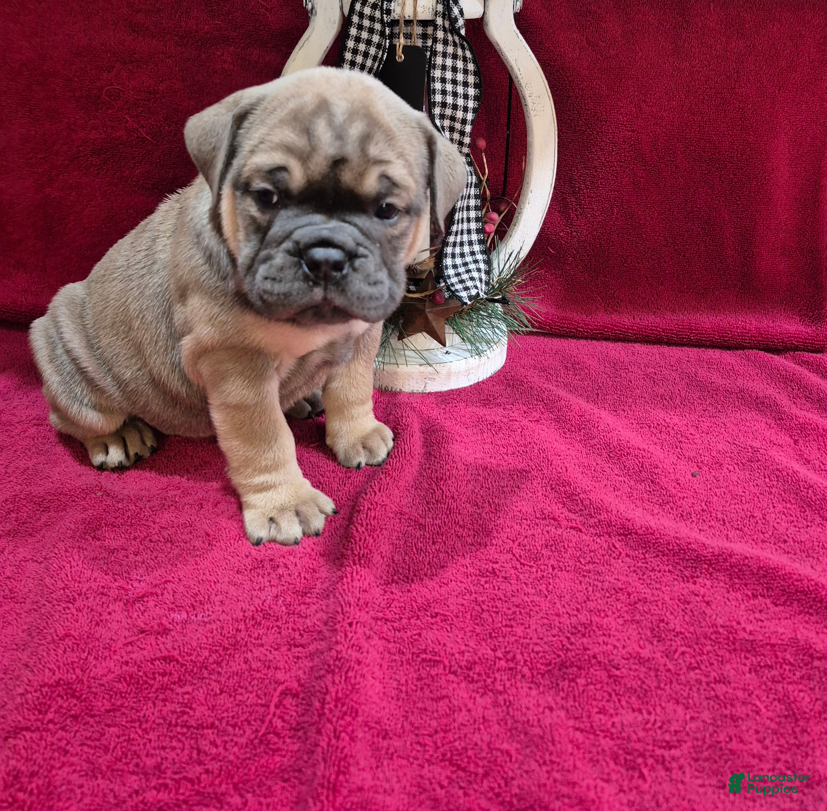 Olde English Bulldogge dogs Olde English Bulldogge Nugget - Ad 17