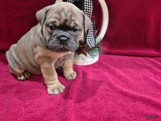 Olde English Bulldogge dogs Olde English Bulldogge Nugget - Ad 17