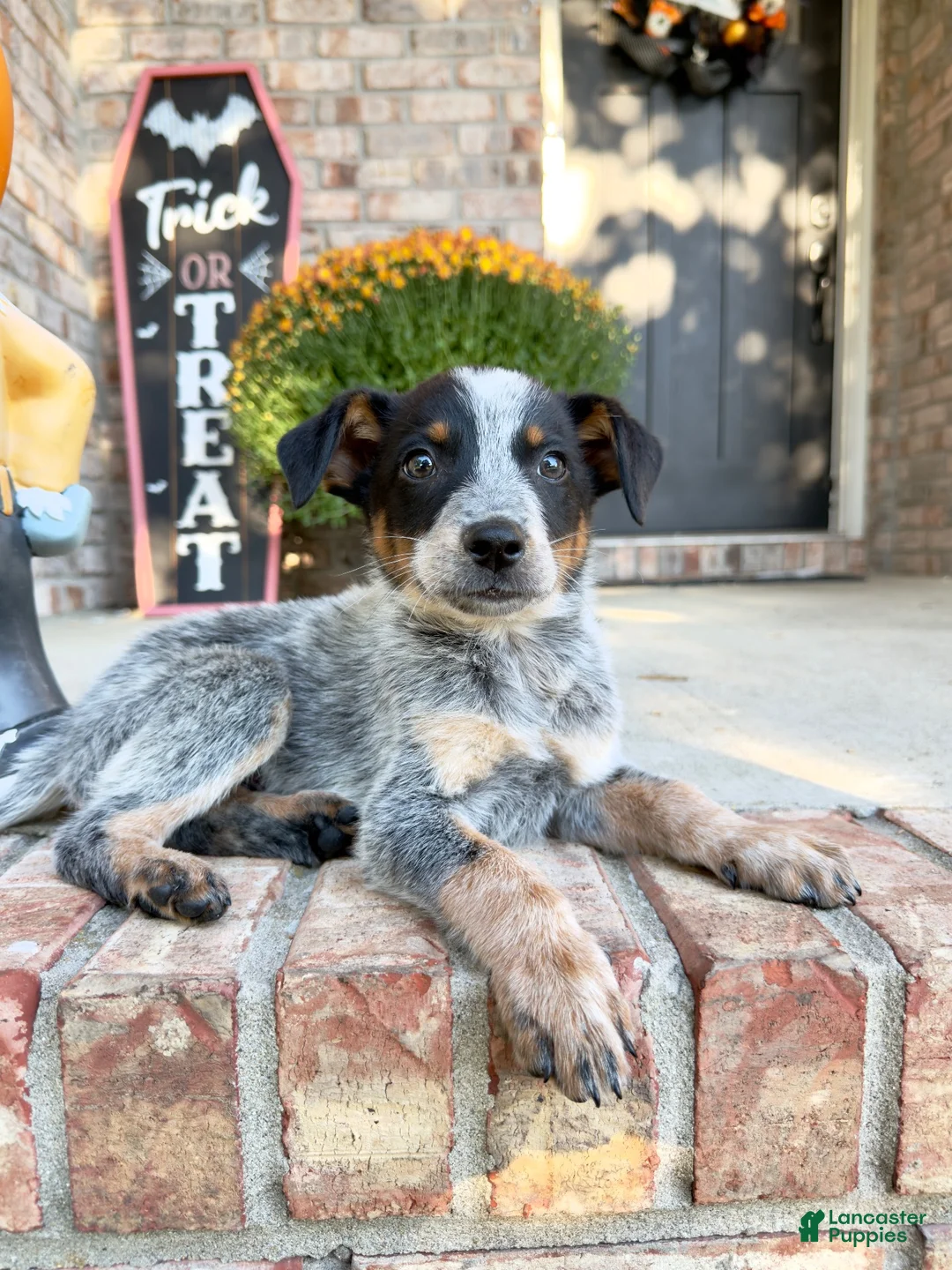 Australian Cattle Dog dogs for sale: Cash - Ad 1