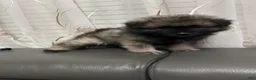 Keeshond dogs for sale: Milo - Ad 5