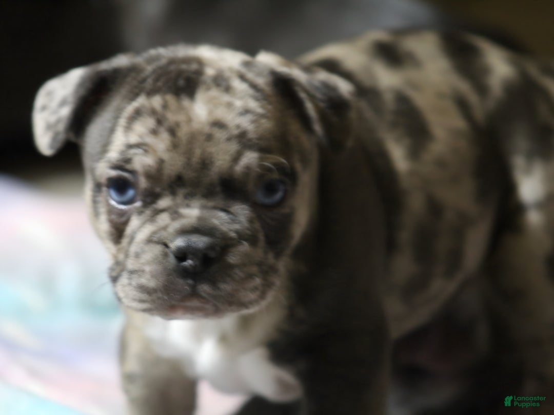 French Bulldog dogs for sale: Charlie  - Ad 2