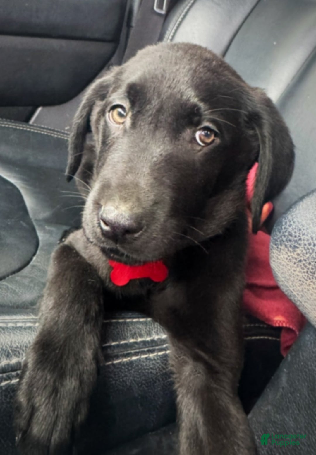Labrador Retriever dogs for sale: Labrador Retriever Puppy 1 - Ad 11