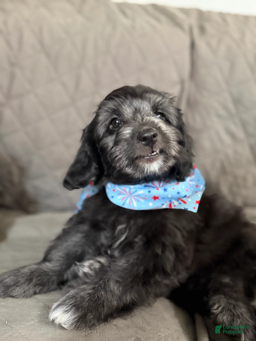 Mini Aussiedoodle dogs for sale: Mini Aussiedoodle 3 Olive - Ad 2