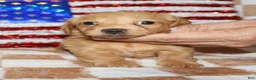 Miniature Dachshund dogs for sale:  Gerick - Ad 4