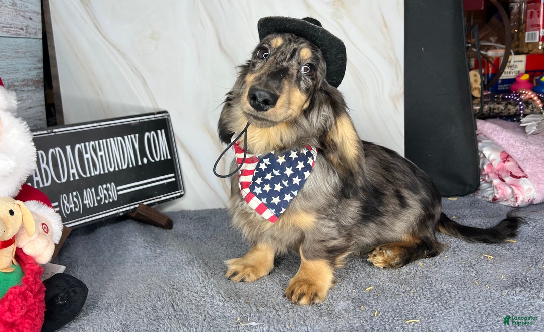 Miniature Dachshund dogs for sale: Miniature Dachshund litter of 3 puppies - Ad 8