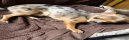 Chihuahua dogs for sale: AKC Snoopy, Black on white extra long coat boy  - Ad 10