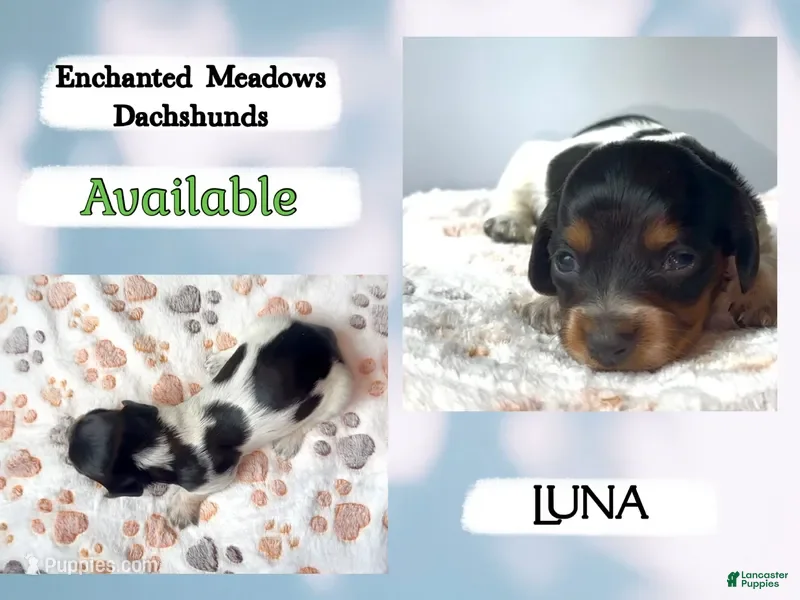 Miniature Dachshund dogs Luna - Ad 6
